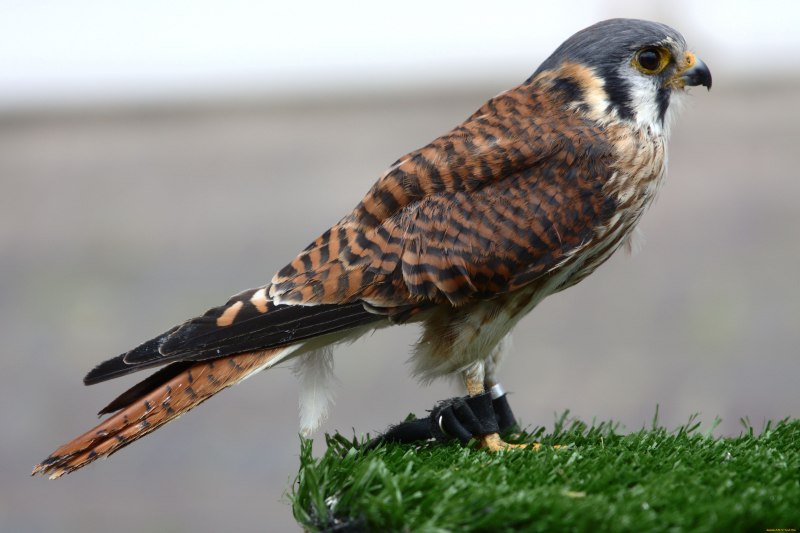 Falcons and Hawks
