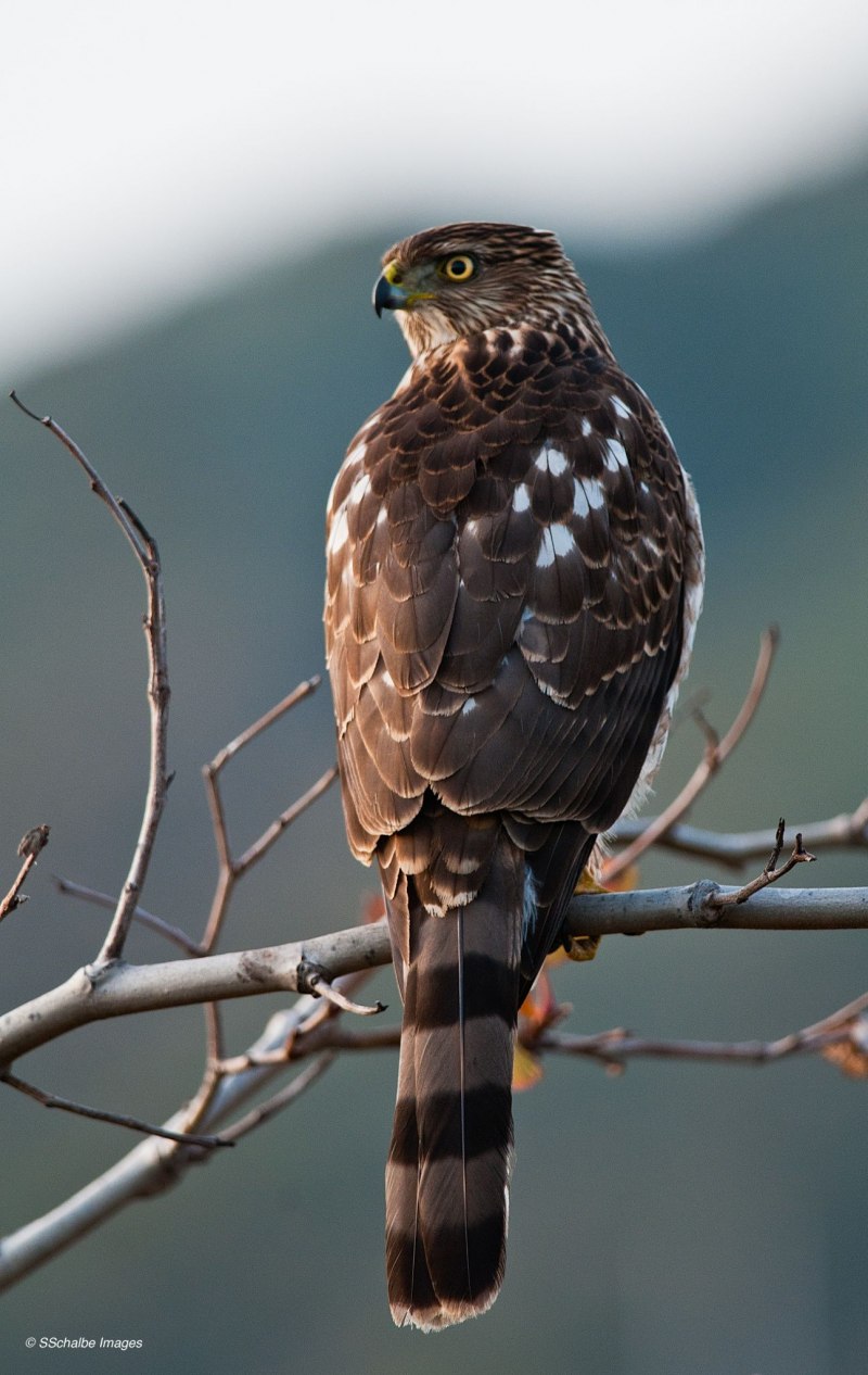 Китайский перепелятник - Accipiter soloensis