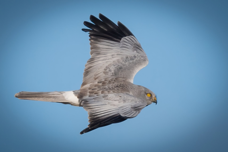 Accipiter cooperii