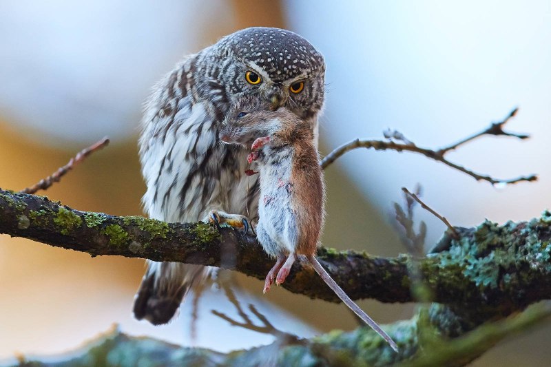 Glaucidium passerinum