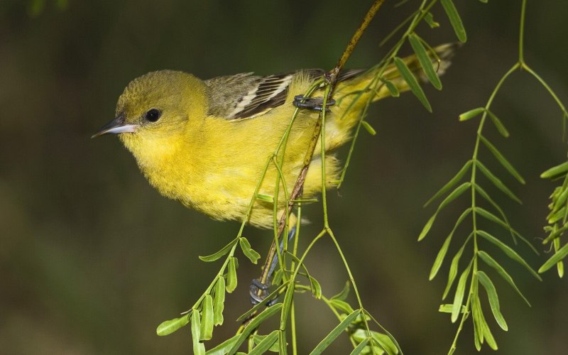 Coccothraustes vespertinus