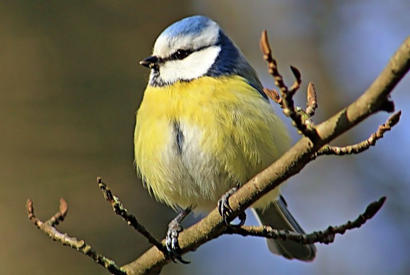 Синица Parus Major