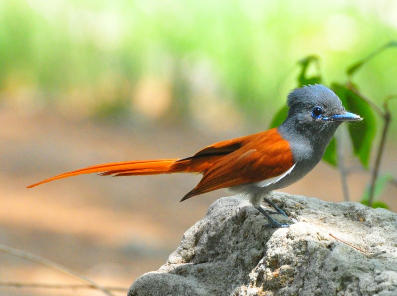 Райская мухоловка птица (39 фото)