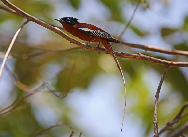 Terpsiphone Paradisi leucogaster Swainson