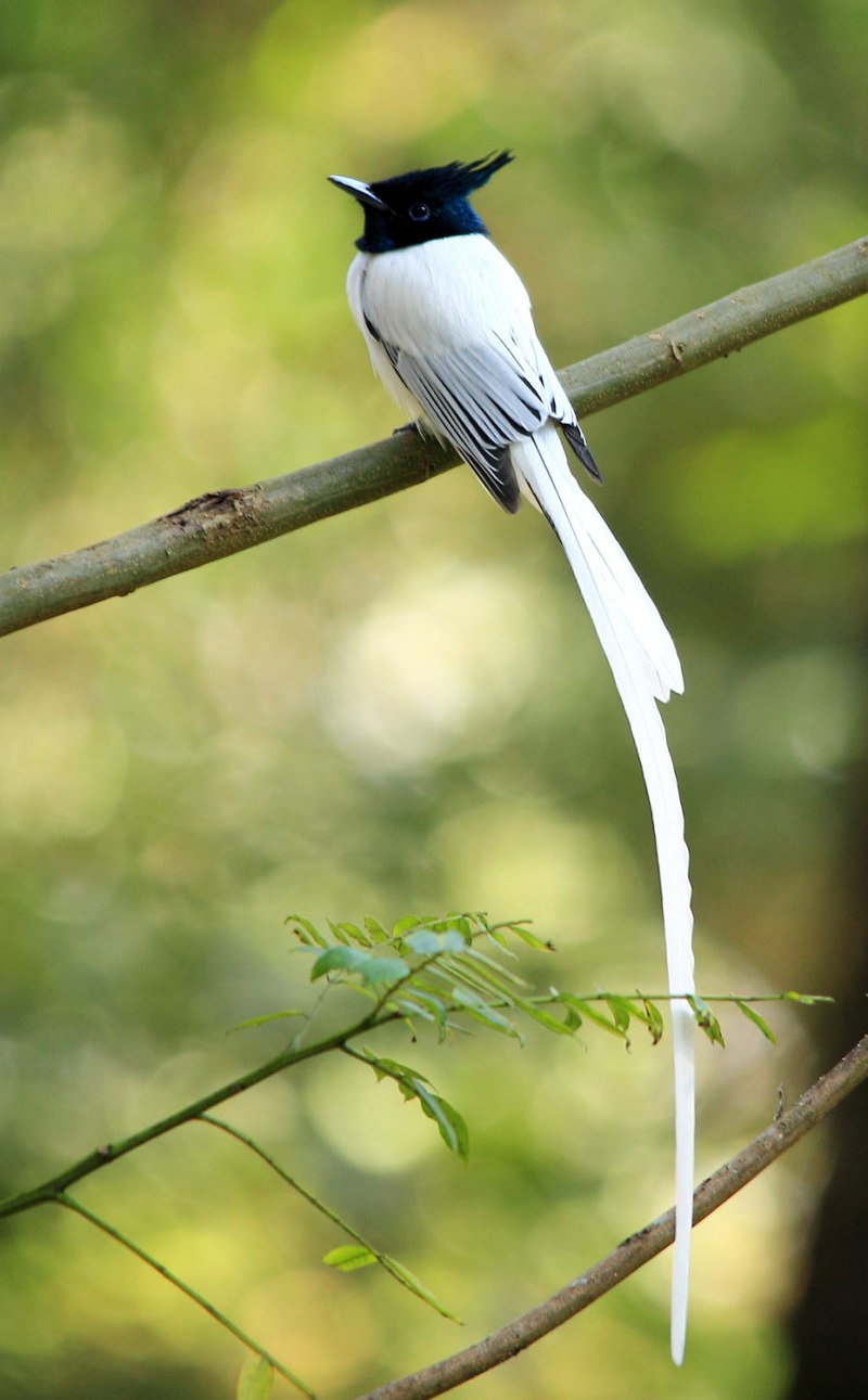 Black Paradise Flycatcher фото