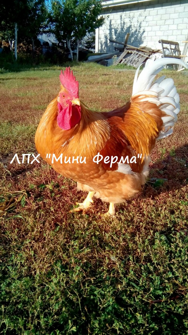 Мини куры