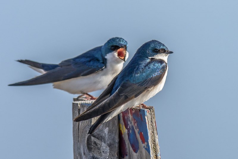 Деревенская Ласточка – Hirundo Rustica
