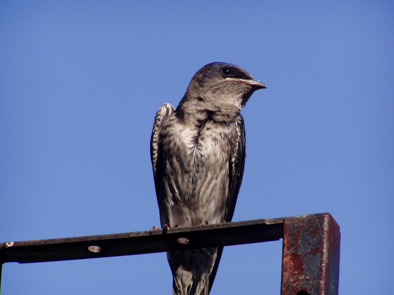 Деревенская Ласточка – Hirundo Rustica