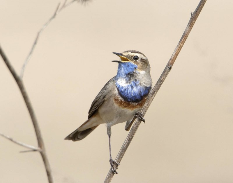Варакушка (Luscinia svecica)