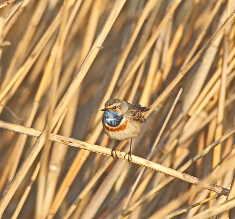 Варакушка (Luscinia svecica)