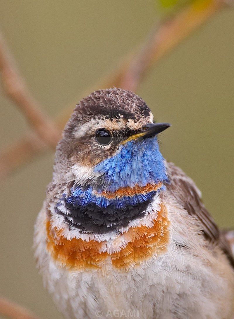 Blaukehlchen