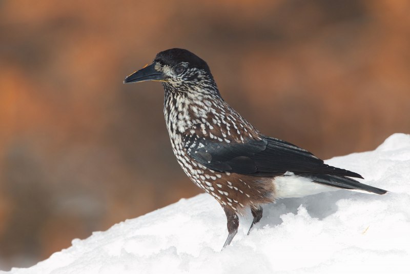 Nucifraga caryocatactes (Linnaeus, 1758) - Кедровка