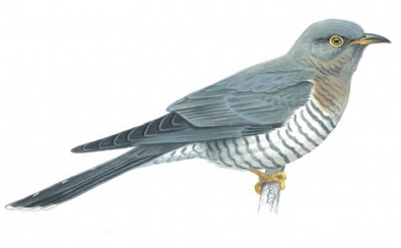 Turdus Serranus