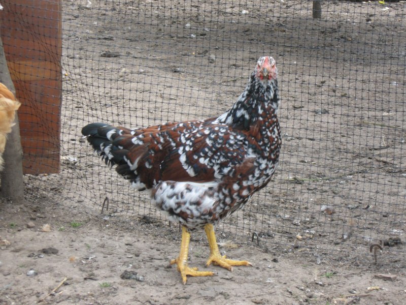 Ливенские куры