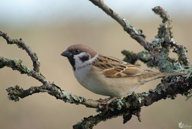 Домовый Воробей (passer domesticus)