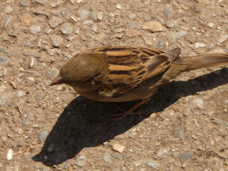 Воробей домовый (passer domesticus) самец