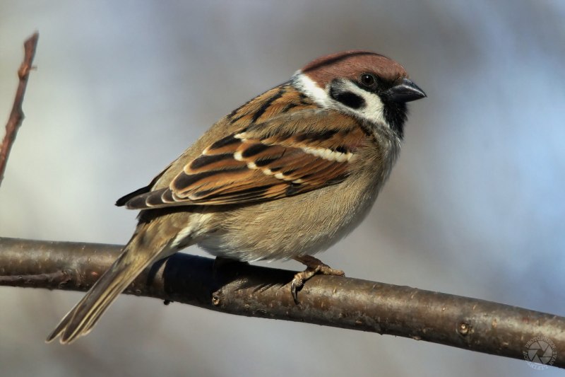 Домовый Воробей (passer domesticus)