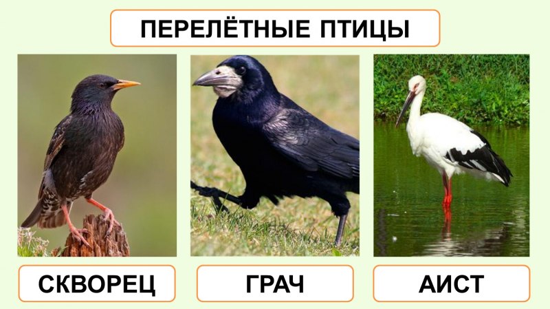 Аист Перелетная птица или нет
