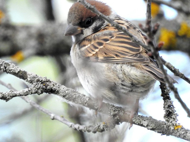 Воробей домовый (passer domesticus) самец