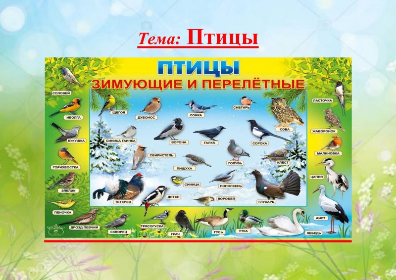 Рамки перелетные птицы для детей