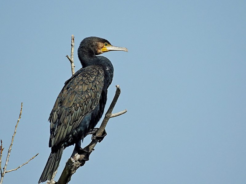 Большой Баклан Phalacrocorax Carbo