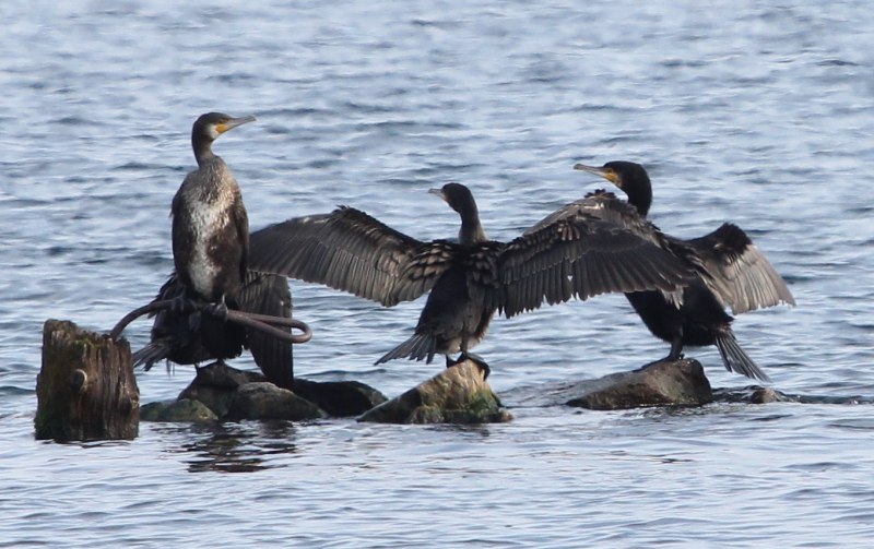 Больших Бакланов (Phalacrocorax Carbo)