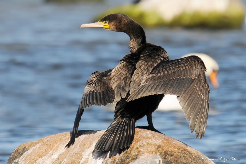 Phalacrocorax Carbo