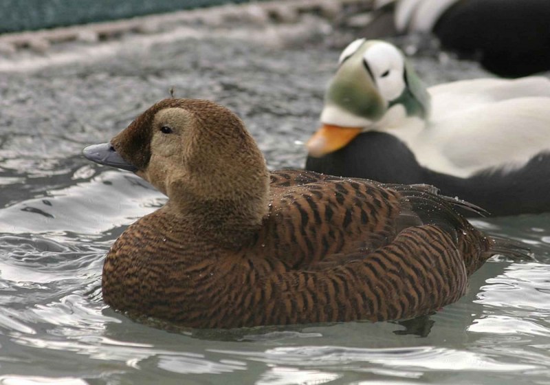 Утка деревянная Гага Eider