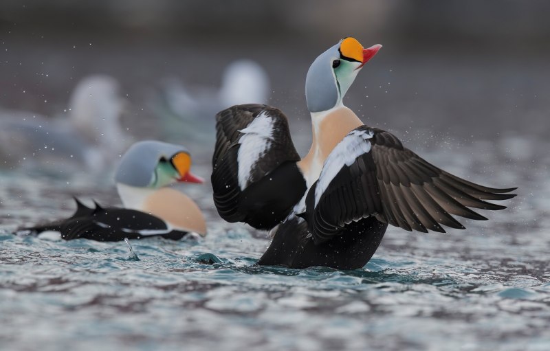 The King Eider (pronounced /ˈaɪ.dər/) (Somateria spectabilis)