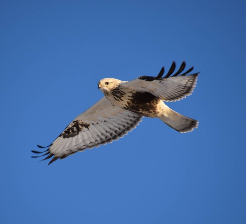 Зимняк (Buteo lagopus