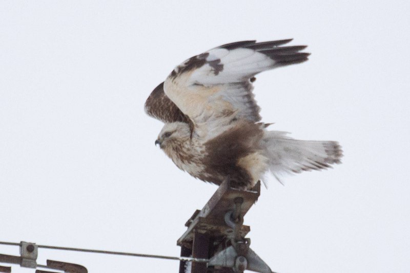 Зимняк (Buteo lagopus