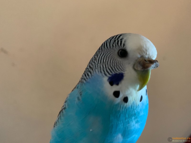 Poicephalus Gulielmi