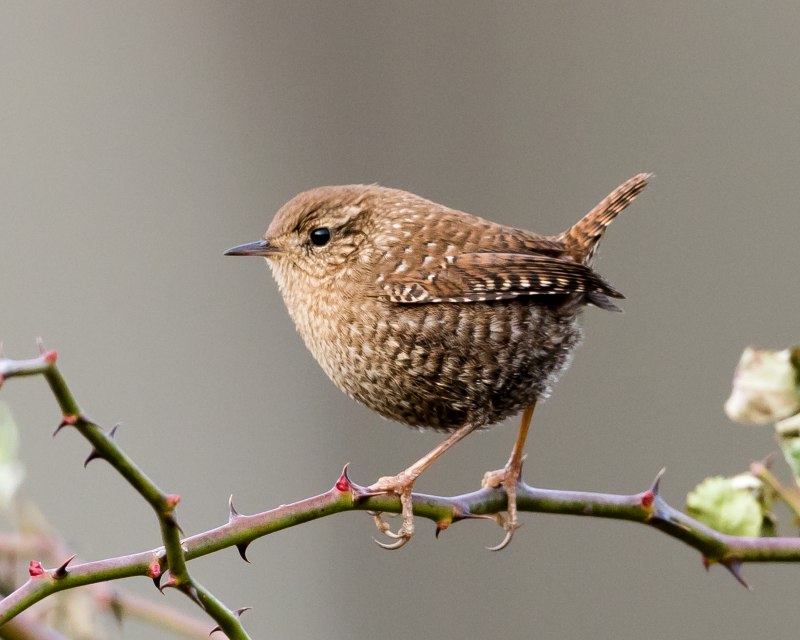 Крапивник Troglodytes Troglodytes
