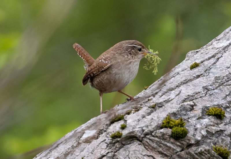 Крапивник Troglodytes Troglodytes