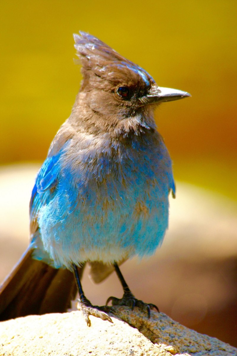 Варакушка (Luscinia svecica)