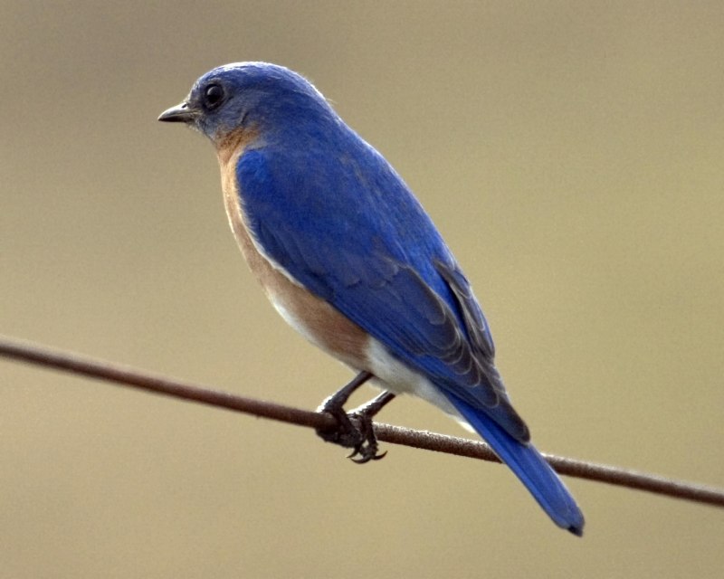 Fringilla teydea