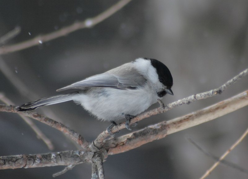 Mr Chickadee