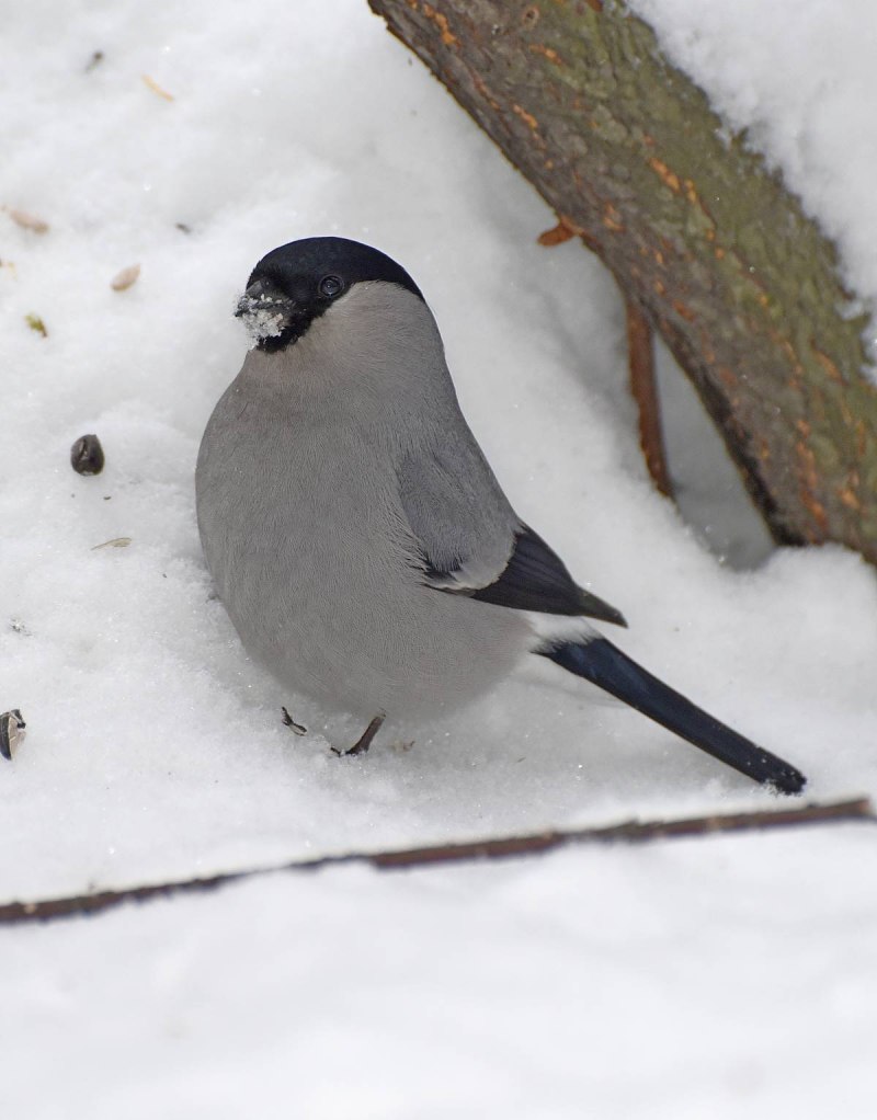 Черношап. Гаичка, синица, Black-capped Chickadee символ штата Массачусетс