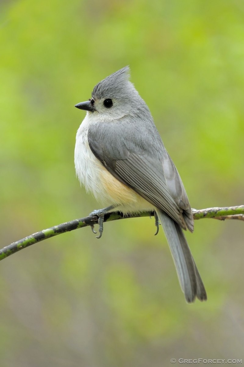 Tufted Titmouse