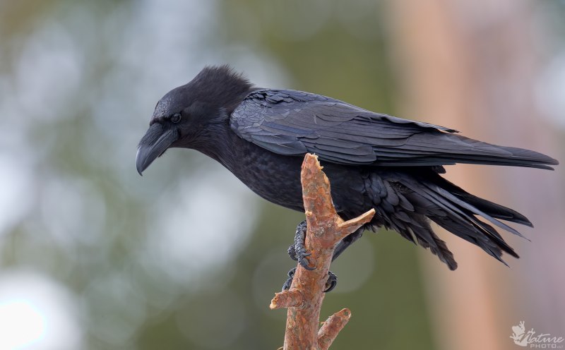 Corvus Corax Corax птицы