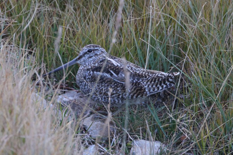 Кулик Бекас (Gallinago Gallinago)