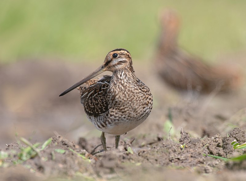 Лесной дупель — Gallinago Megala