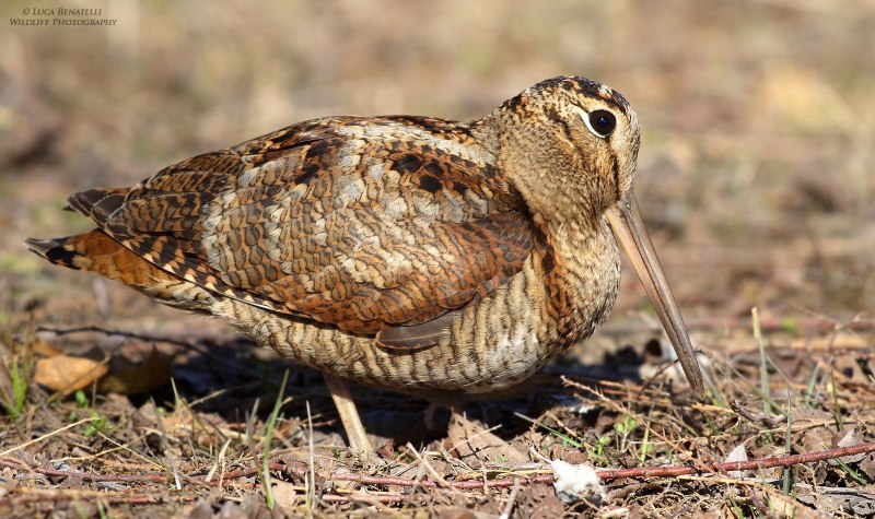 Дупель (Gallinago Media (Latham, 1787))