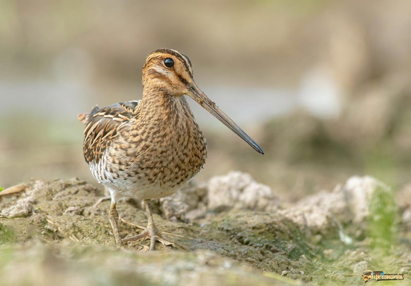 Лесной дупель — Gallinago Megala
