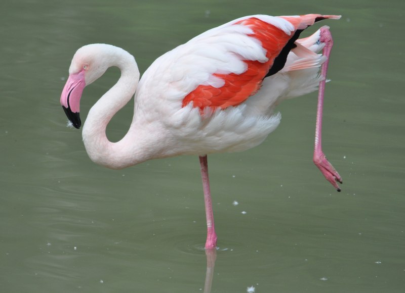 Фламинго / Phoenicopterus roseus