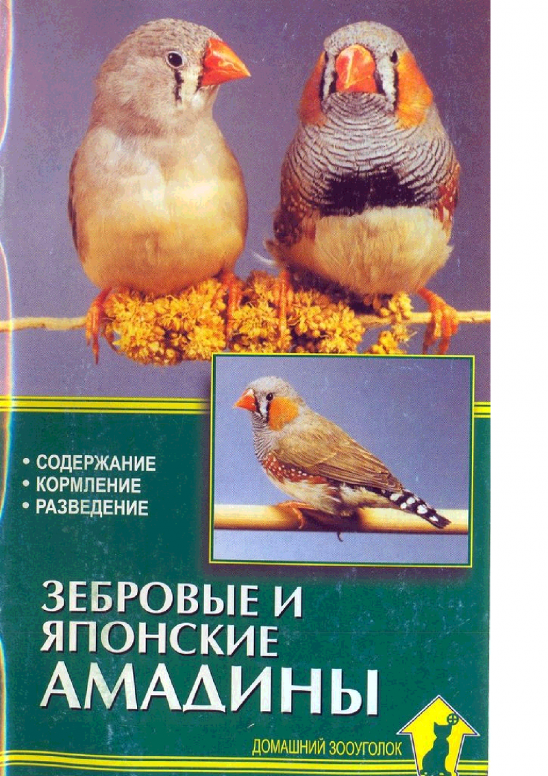 Востроглазая Сойка
