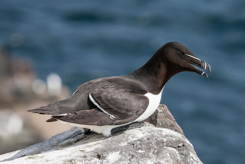 Краснозобая гагара (Gavia stellata)