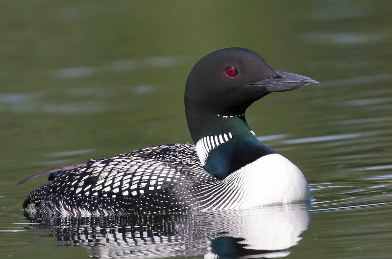 Белоклювая гагара (Gavia adamsii Gray)
