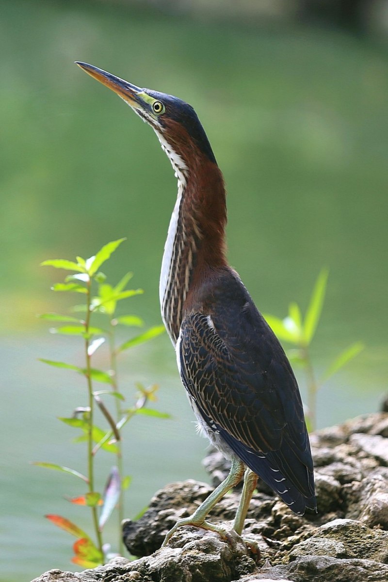 Tricolored Heron