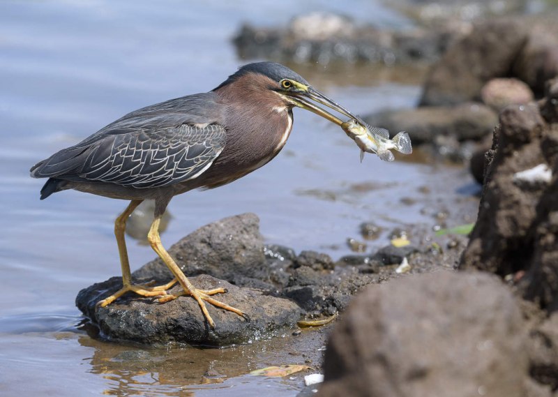 Ardea herodias
